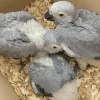 African Grey Parrot