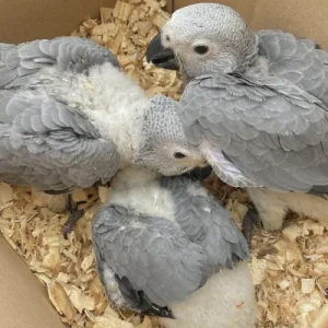 African Grey Parrot