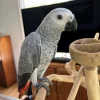African Grey Parrot