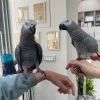 African Grey Parrot