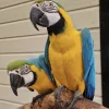Macaw Parrot