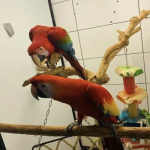 Macaw Parrot