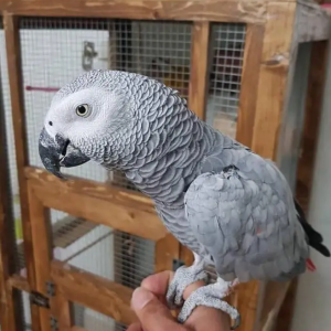 African Grey Parrot
