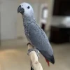 African Grey Parrot