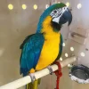 Macaw Parrot