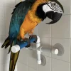 Macaw Parrot