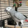African Grey Parrot