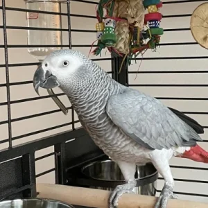 African Grey Parrot