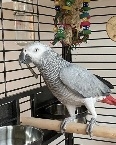 African Grey Parrot