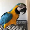 Macaw Parrot