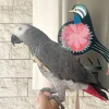 African Grey Parrot