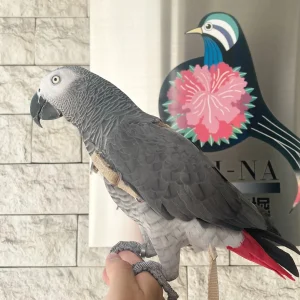 African Grey Parrot