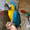 Macaw Parrot