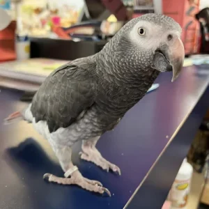African Grey Parrot