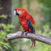 Macaw Parrot